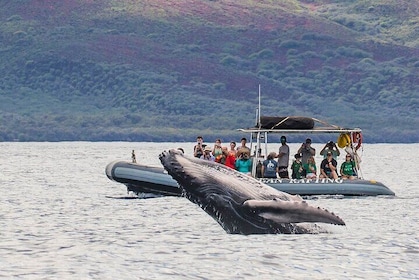 Excursion d'observation des baleines à hauteur des yeux en éco-radeau au dé...