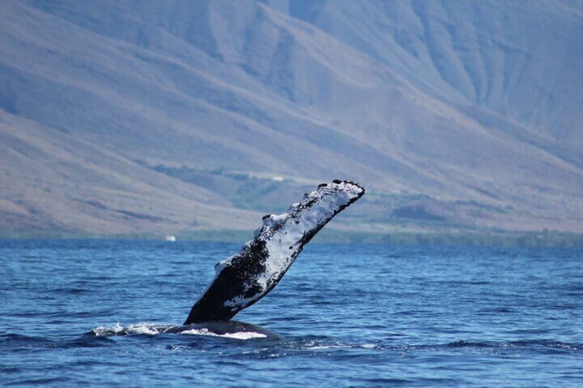 Up-Close Maui Whale Watch Tour from Lahaina