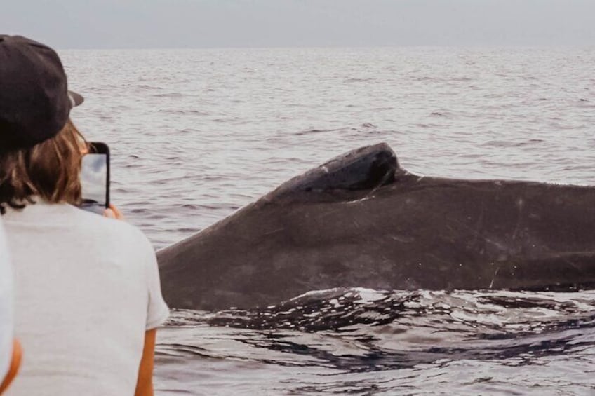 Sometimes the whales come up to the rafts, we call this a "mugging". 