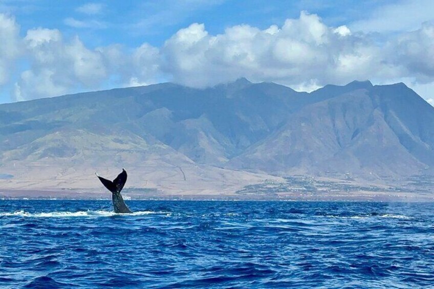 Maui and whale photo captured by our guest!