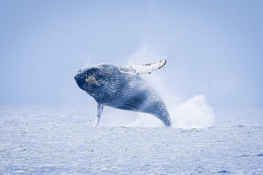 Breaching whale encounters are the best!