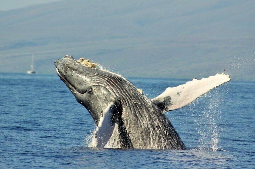 Up-Close Whale Watch Boat Tour from Lahaina