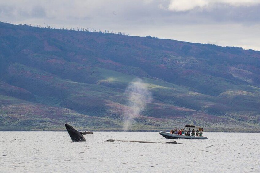 Baby breaching whale next to our raft. 