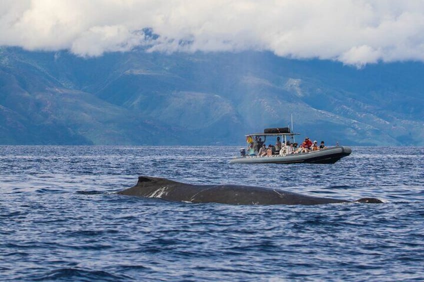 Eye-Level Whale Watching 2 Hour Eco-Raft Tour from Lahaina, Maui