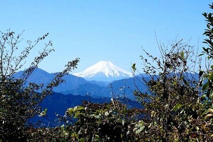 Zen food and hiking at Mt. Takao