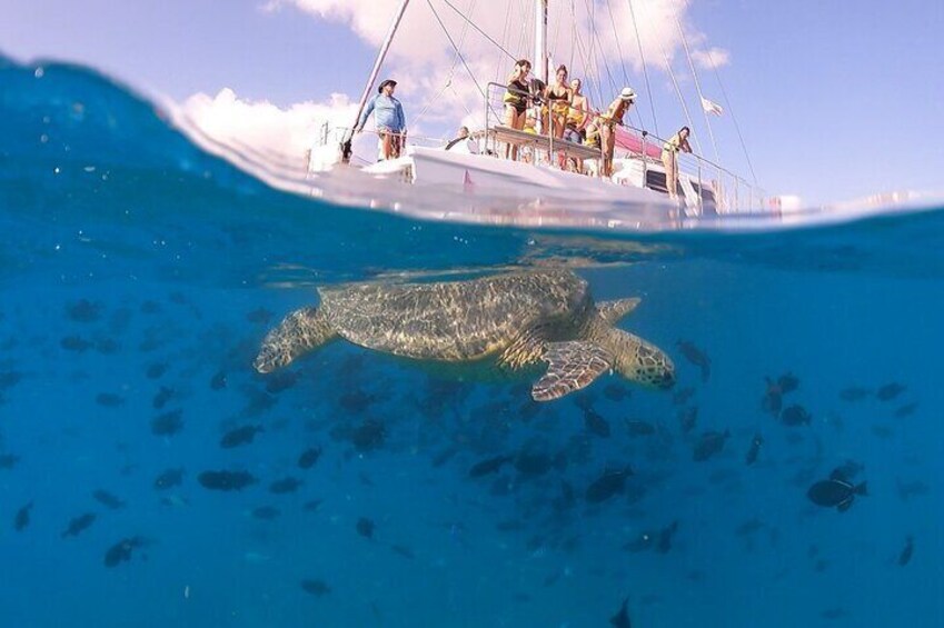 Turtle Snorkeling Adventure in Waikiki (Boat Tour)