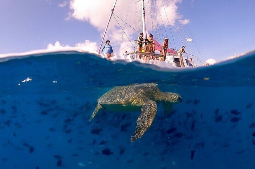 Turtle Snorkeling Boat Tour and Adventure in Waikiki