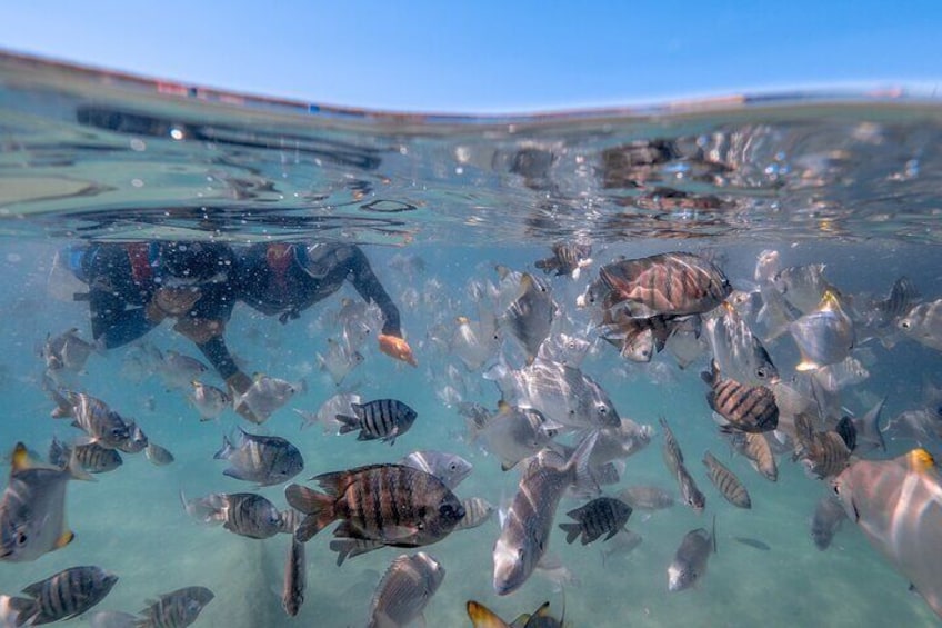 Moreton Island Eco Marine Safari Cruise and Snorkel