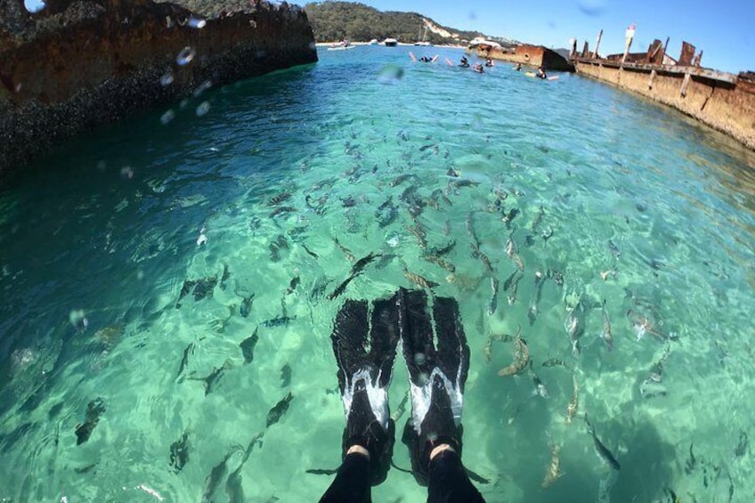 Snorkelling the Tangalooma Wrecks