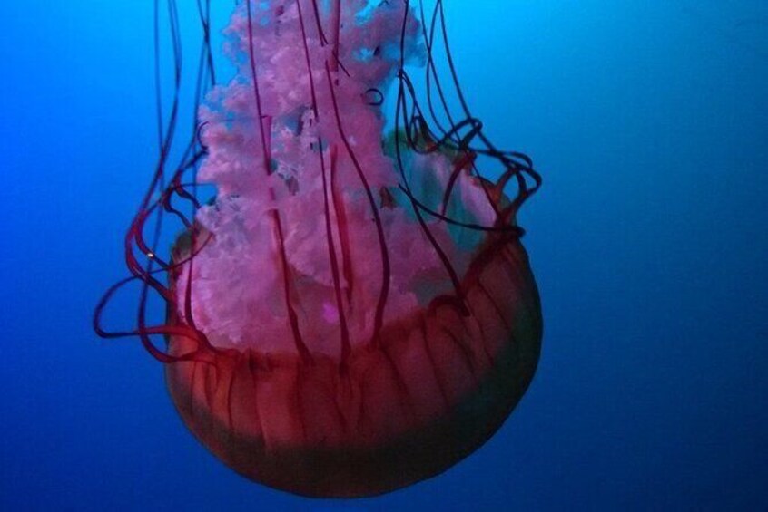 Show item 3 of 6. Aquarium du Quebec: A Playground Overflowing with Life!