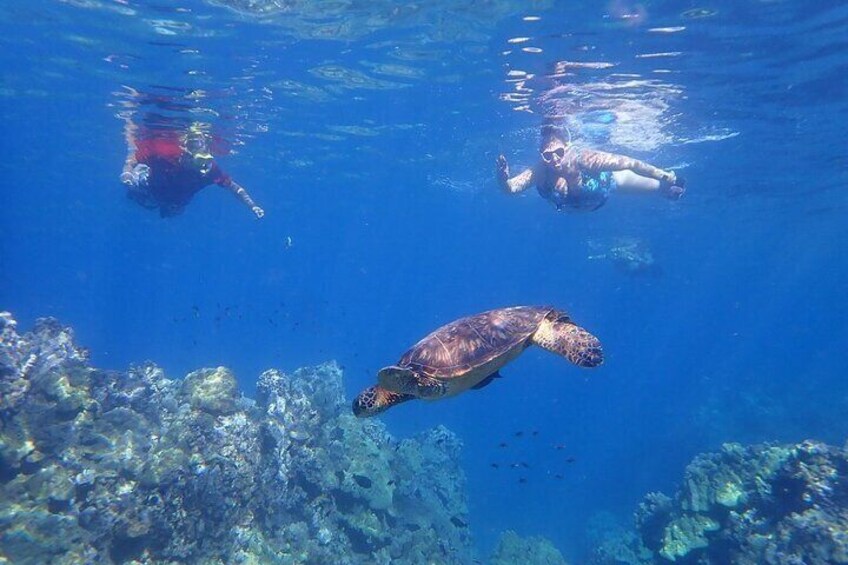 Clear Kayak and Snorkel Adventure from Kihei