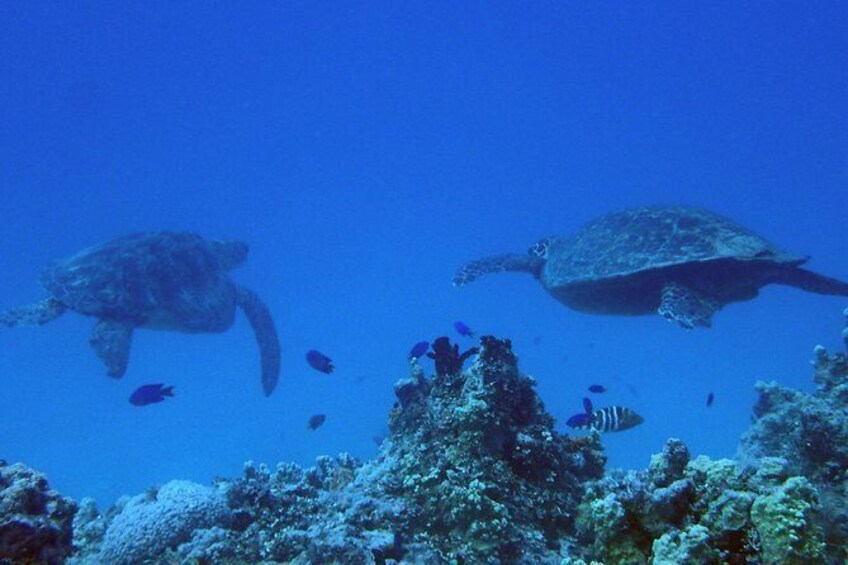 Show item 2 of 9. Green Sea Turtles are common.