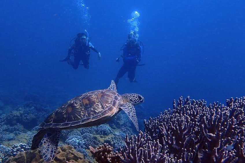 Show item 1 of 9. Guam's Best Beach Diving! - Beginner and Advanced Dives