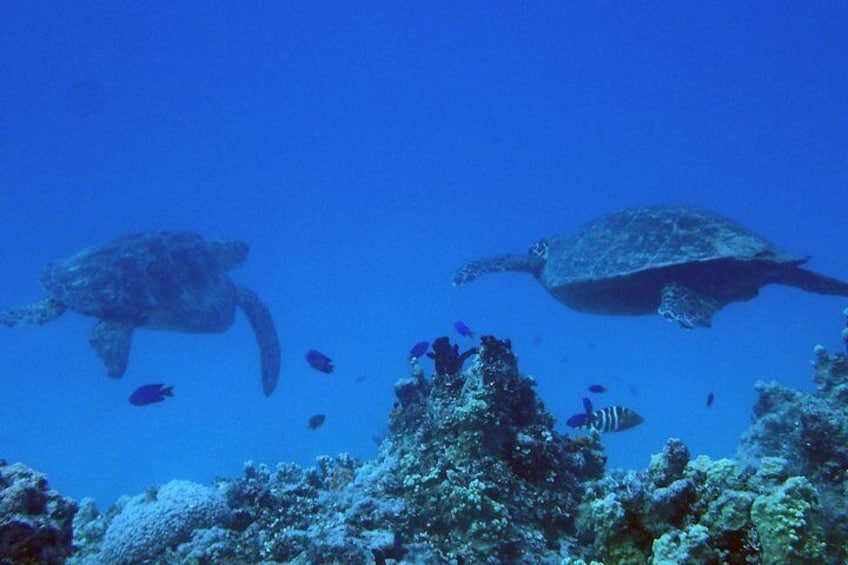 Green Sea Turtles are common.