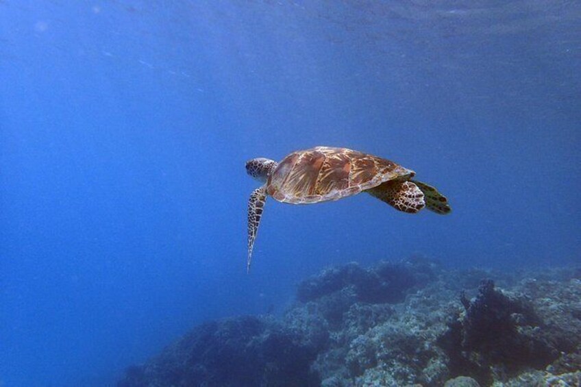 Show item 4 of 9. Guam's Best Beach Diving! - Beginner and Advanced Dives