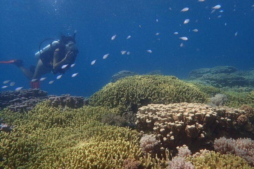 Show item 3 of 9. Guam's Best Beach Diving! - Beginner and Advanced Dives