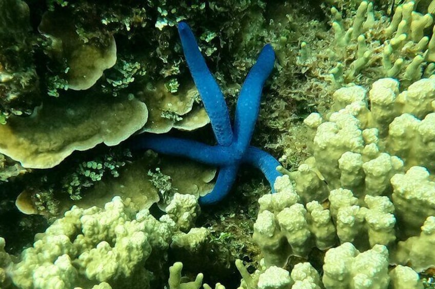 Guam's Top Rated Guided Snorkeling Tour! 