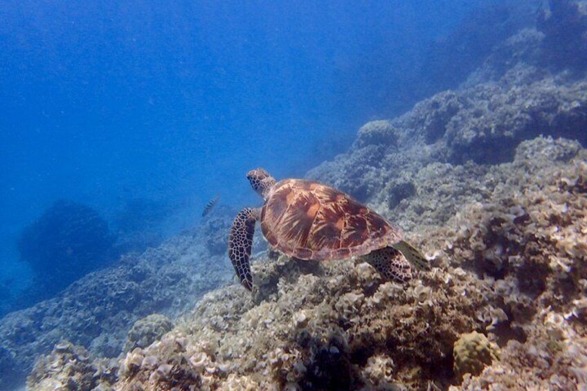 Turtles are a common sight!