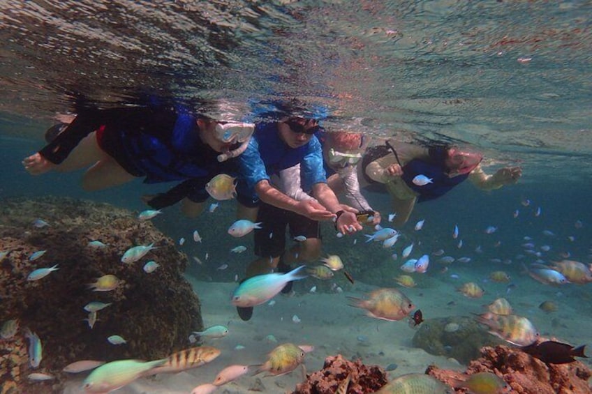 Check out some beautiful fish on the snorkeling tour!