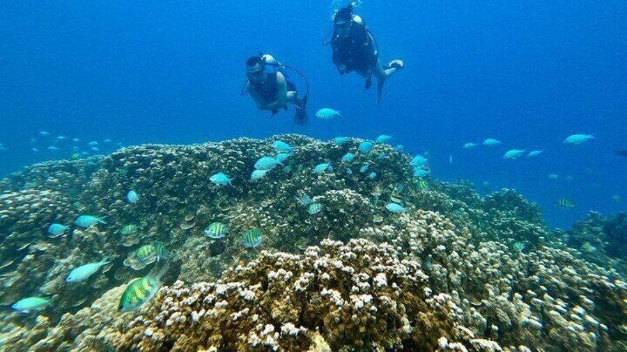 We have some beautiful reefs to show you!