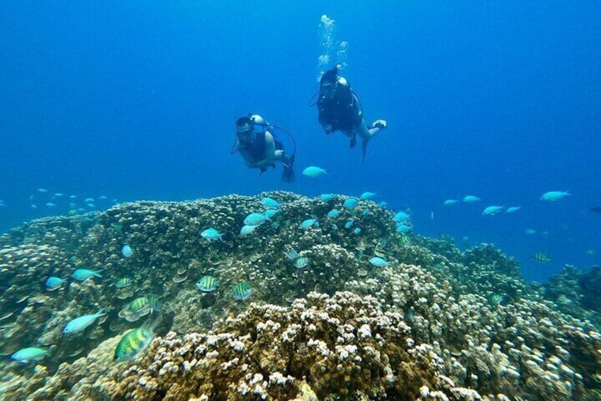 We have some beautiful reefs to show you! 