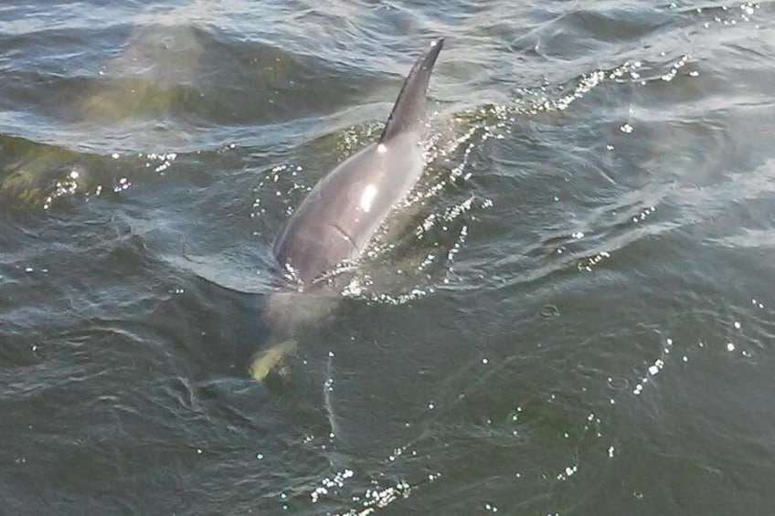 1.5-hour Dolphin Sightseeing Cruise from Tampa