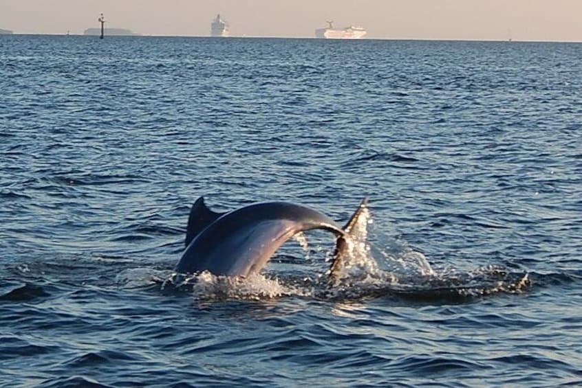 Dolphins in downtown Tampa