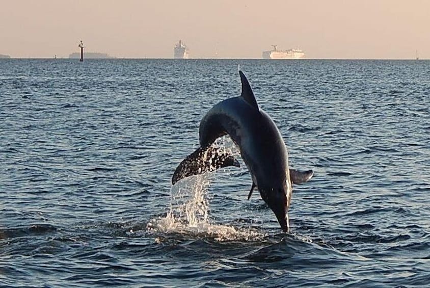 Dolphins jumping on tour with ships leaving 