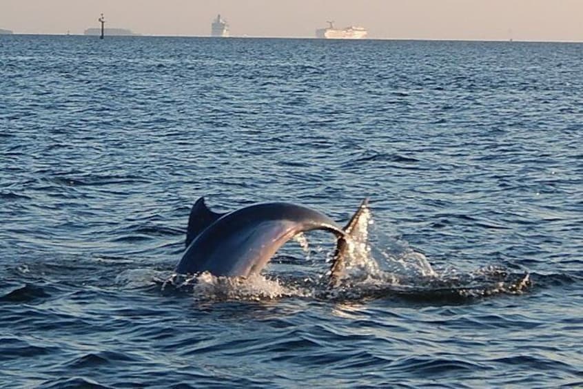 1.5-hour Dolphin Sightseeing Cruise from Tampa