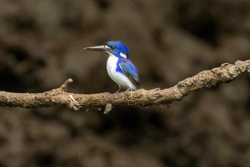 Solar Whisper Daintree River Crocodile and Wildlife Cruise