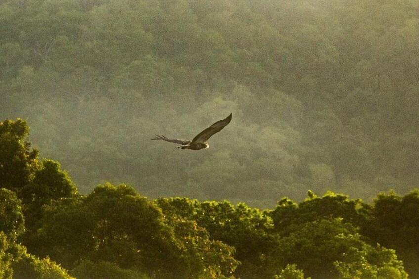 Solar Whisper Daintree River Crocodile and Wildlife Cruise