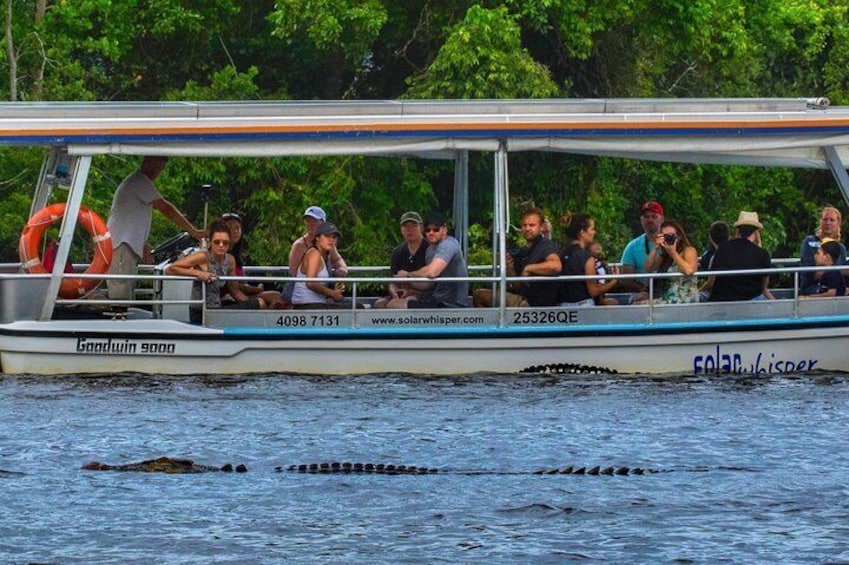 Solar Whisper Daintree River Crocodile and Wildlife Cruise