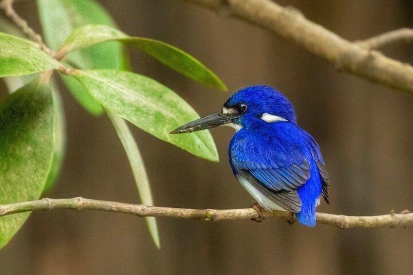 Solar Whisper Daintree River Crocodile and Wildlife Cruise