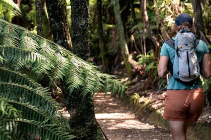 Full Day Kayak & Walk Tour-Queen Charlotte Sound & Link Pathway