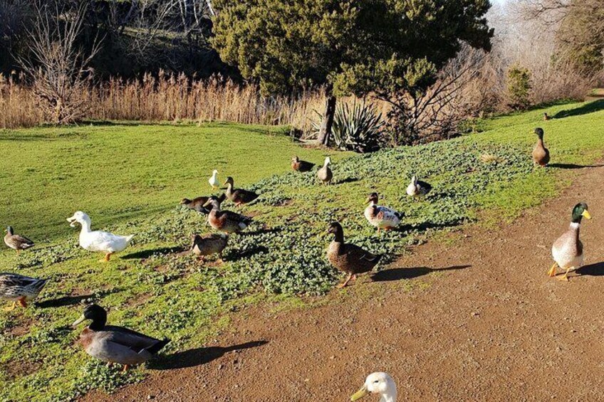 Ducks by the river.