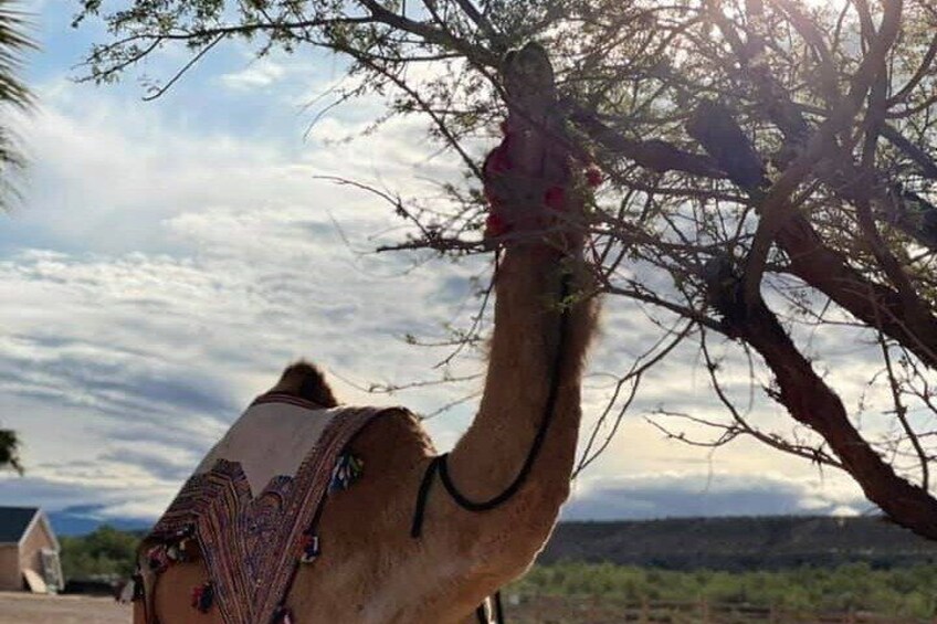 Camel Safari - Safari Tram Ride and Zoo Tour