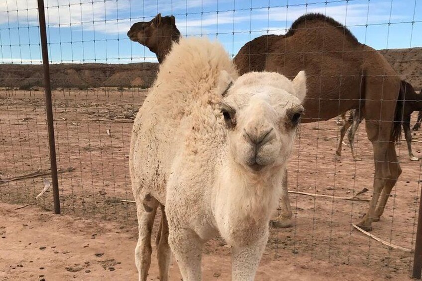 Baby camel