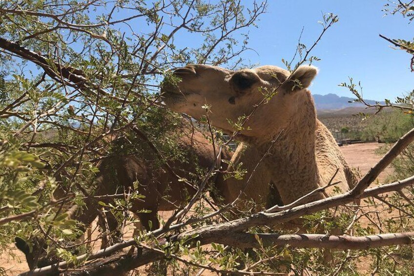 Camel Encounter