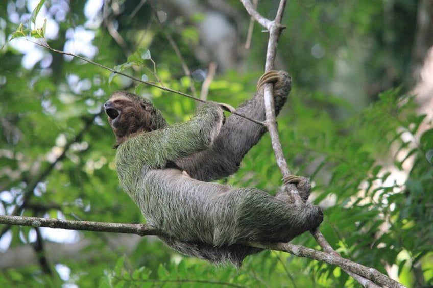 Three-toed Sloth best pose