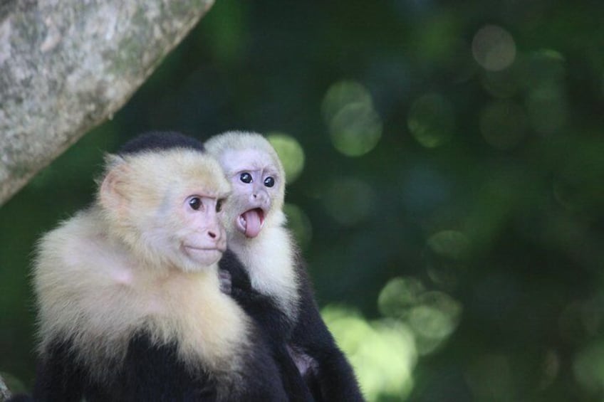 Cute baby and mommy white faced monkey