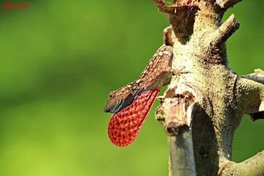 Male anole lizard