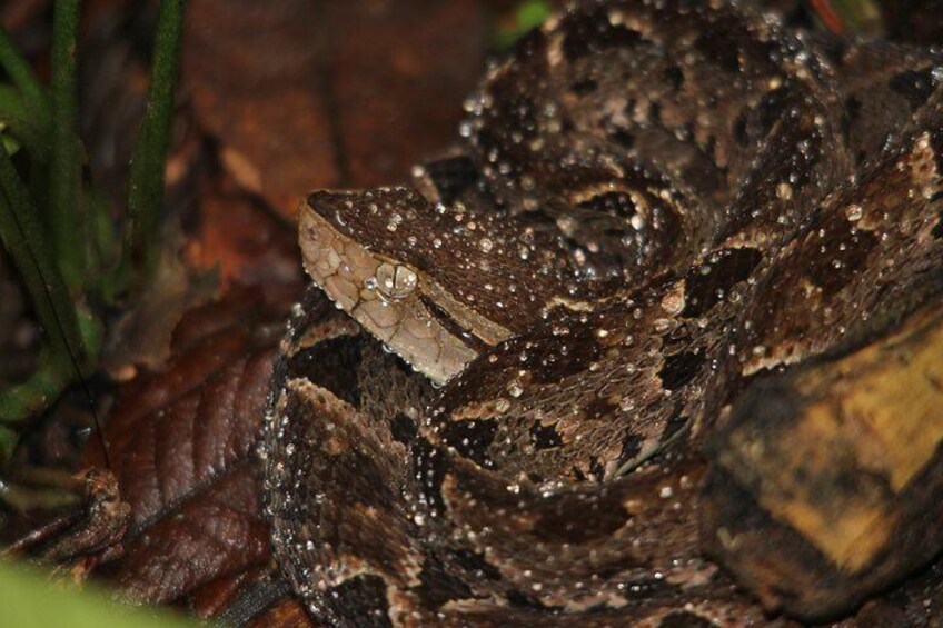 Night walk, Manuel Antonio, Ferd-de-lance