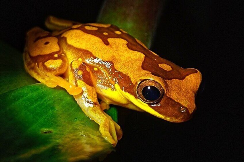 Night walk, Manuel Antonio, Hourglass treefrog