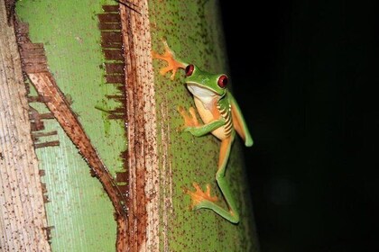 Manuel Antonio Jungle Night Tour med hämtning ingår