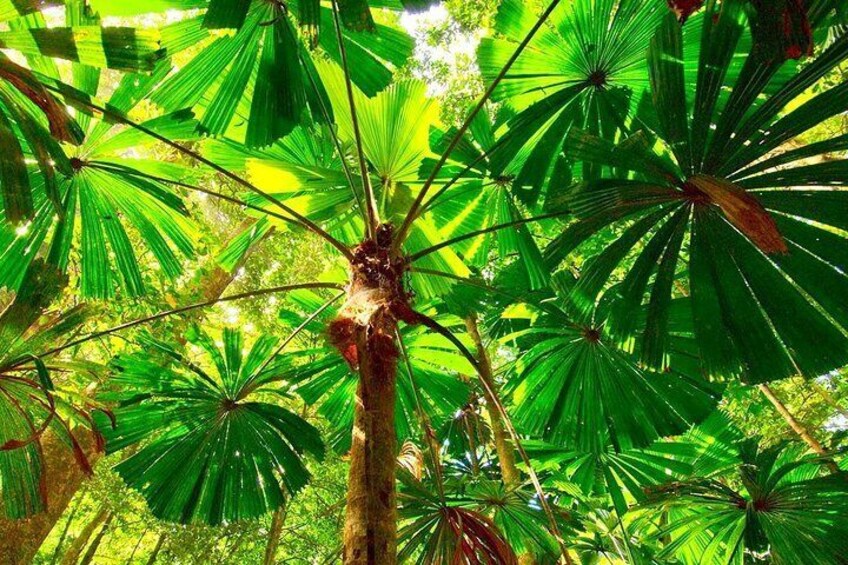Giant Fan Palm