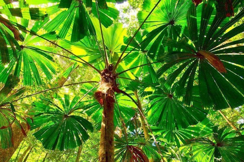 Giant Fan Palm