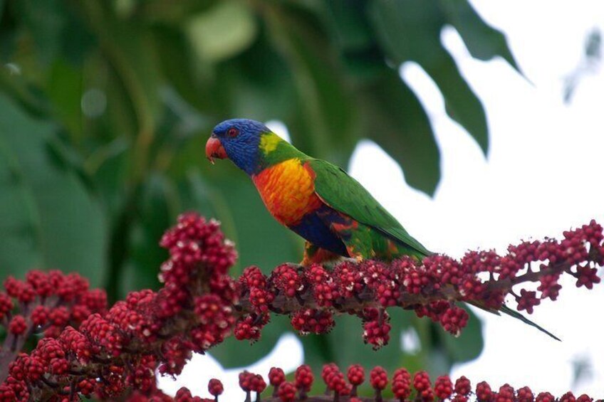 Rainbow Lorikeet