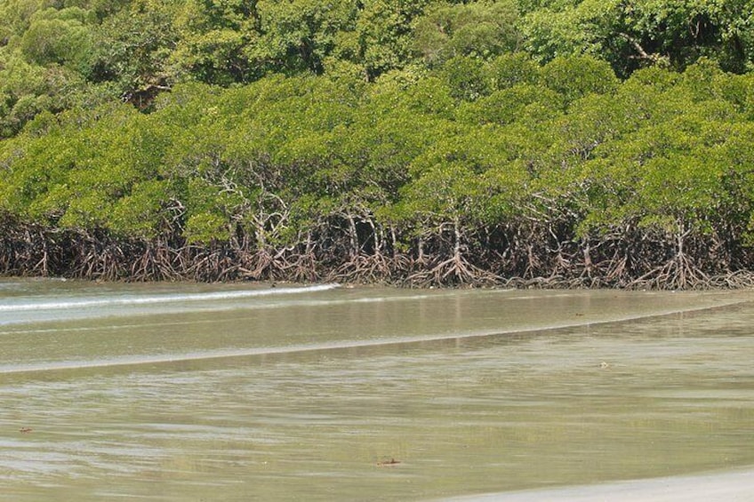 Mangroves