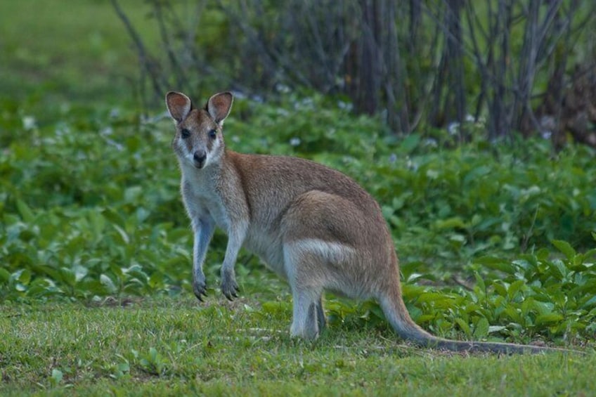 Agile Wallaby