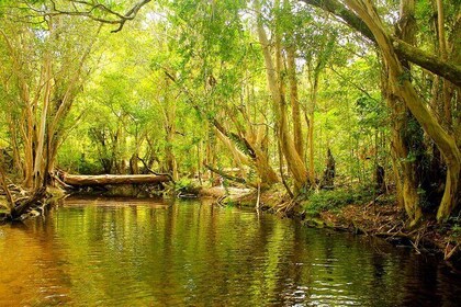 Private Half Day Tour: Exclusive World Heritage Rainforest and Waterfall To...